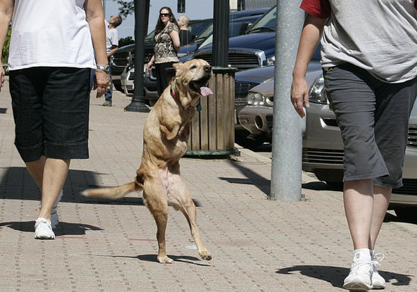 拉布拉多犬