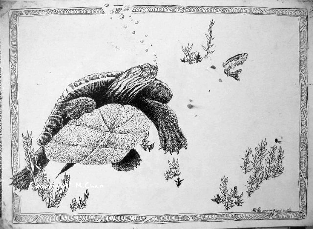 針管筆繪畫《龜和魚》