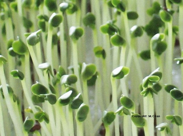油菜(菜心)苗子